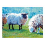 Sheep painting Summer light Postcards