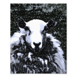 SHEEP PHOTO