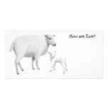 Sheep Photo Card photo cards