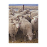 Sheep Postcards