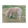 Sheep Postcard
