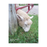 Sheep Postcard
