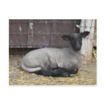 sheep postcards