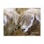 SHEEP postcards