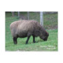 Sheep Postcard