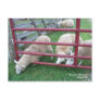 Sheep Postcard
