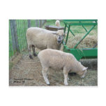 Sheep Postcard