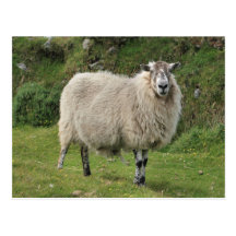 Sheep Postcards