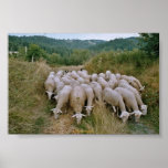 sheep posters