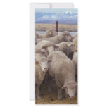 Sheep rack cards