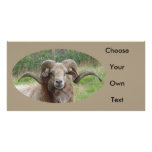 Sheep - Rams Head photo cards