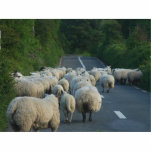 Sheep Roads Lambs photo sculptures