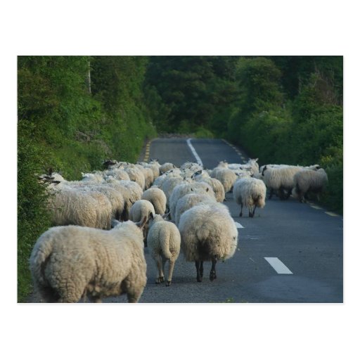 Sheep Roads Lambs Postcards