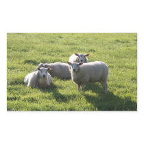 Sheep Stickers