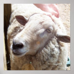 Sheep The Good Shepherd Christian Art photograph posters