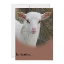 Sheep - White Lamb Invitation