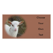 Sheep - White Lamb Photo Card
