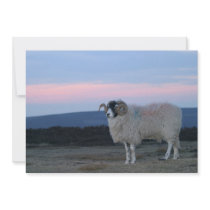 Sheep with Amazing Skies Invitation