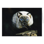 "Sheffield" cat rock card