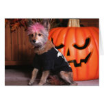 Shelby - Pomeranian/Terrier Card