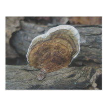 Shelf Fungus #3 Postcard