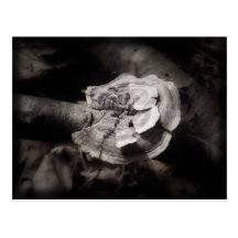 Shelf Fungus - Black and White Post Card