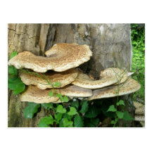 Shelf Fungus on Stump Postcard