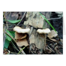 Shelf Mushroom Cards