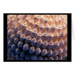 Shell Ball cards