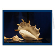 Shell Collection Greeting Cards