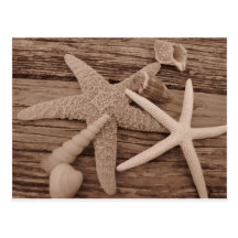 Shell Collection Post Card