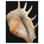 Shell - Conchology - Conch flyers