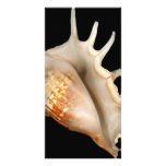 Shell - Conchology - Conch photo cards