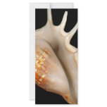 Shell - Conchology - Conch rack cards