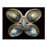 Shell - Conchology - Devine Pearlescence Postcard