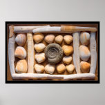 shell sculpture posters