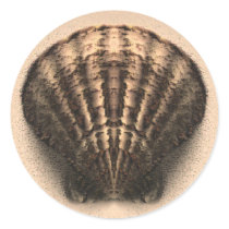 Shell Stickers