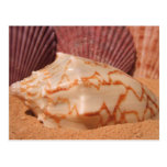 Shells 619 Postcard