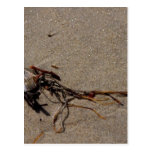 Shells And Seaweed Postcard