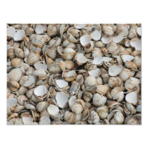 Shells background photograph