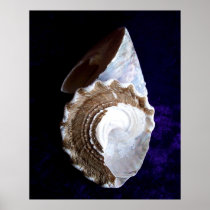"Shells" bordered print