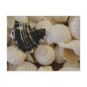 Shells I postcards