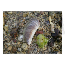 Shells on a Beach Card
