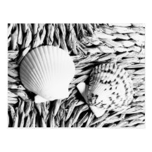 Shells Postcard