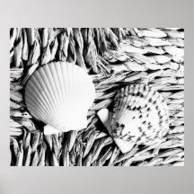 Shells Posters