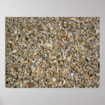 Shells Poster