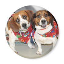 Shelter Beagles Photo