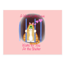 Shelter Cat Post Card