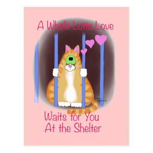 Shelter Cat Post Cards