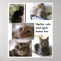 Shelter cats need good homes too posters